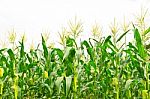 Corn Field Stock Photo