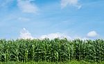 Corn Field Green Meadow Farm And Blue Sky Stock Photo