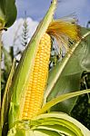 Corn On Stalk Stock Photo