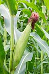 Corn On The Stalk Stock Photo