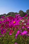 Cosmos Stock Photo