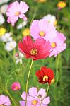 Cosmos Flower Stock Photo