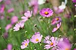 Cosmos Flower Background Stock Photo