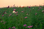 Cosmos Flowers Stock Photo