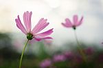 Cosmos Flowers Stock Photo