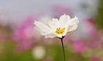 Cosmos Flowers At Beautiful In The Garden Stock Photo
