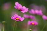 Cosmos Flowers Field Stock Photo