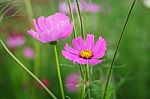 Cosmos Flowers Field Stock Photo