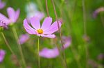 Cosmos Flowers Field Stock Photo