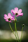 Cosmos Flowers Field Stock Photo