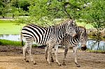 Couple Of Zebra Stock Photo