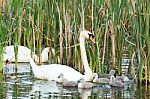 Couple White Swans With Young Cygnets Stock Photo
