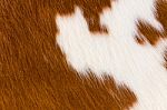 Cow Hide Stock Photo