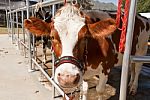 Cow In Farm Stock Photo