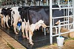 Cow Milking Facility Stock Photo