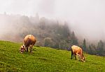 Cows In The Alps Stock Photo