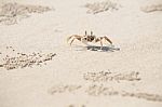 Crab On Sand Stock Photo