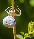 Crab Spider Stock Photo