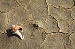 Cracked Soil And Shell Stock Photo