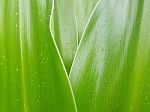Crinum Lily Leave With Rain Droplet Stock Photo