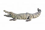 Crocodile  Stock Photo