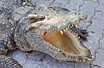 Crocodile And Jaw Stock Photo