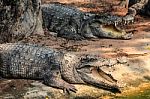 Crocodiles Near The Pond Stock Photo