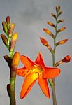 Crocosmia Stock Photo