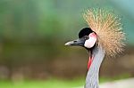 Crowned Crane Stock Photo