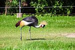 Crowned  Crane Seeking For Food In Grassland Stock Photo