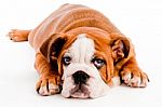 Cute Bulldog Stock Photo