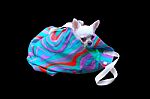 Cute Dog In Color Bag On Black Background Stock Photo
