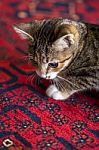 Cute Kitten On Red Carpet, Stock Photo