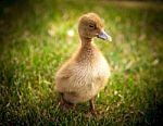 Cute Little Duckling Stock Photo