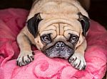 Cute Pug Dog With A Sad, Fat Face, Sleep On Pink Pillow Stock Photo