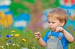 Cute Small Boy At The Field Of Flowers Having Good Time Stock Photo