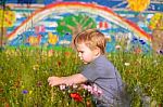 Cute Small Boy At The Flower Field Of Flowers Stock Photo