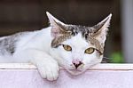 Cute Thai Cat Stock Photo