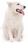 Cute White Dog Stock Photo