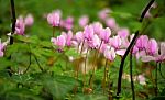 Cyclamens In A Greek Forest Stock Photo