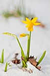 Daffodil Blooming Through The Snow Stock Photo