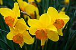 Daffodils In Spring Stock Photo