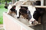 Dairy Cattle Stock Photo