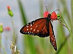 Danaus Gilippus Thersippus Stock Photo