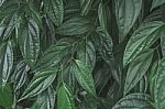 Dark Green Leaves And Background From Green Leaves Stock Photo