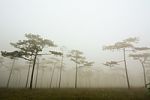 Dark Misty Forest With Pine Trees In Morning Stock Photo