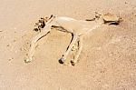 Dead Donkey In The Desert Stock Photo