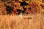 Deer During Fall In Indiana Stock Photo