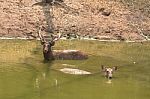 Deer Family Stock Photo