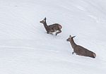Deer In The Snow! Stock Photo